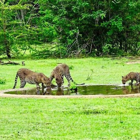 Yala Leopard Mobile Camp Hotel Ngoại thất bức ảnh