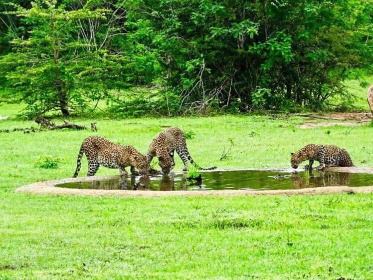 Yala Leopard Mobile Camp Hotel Ngoại thất bức ảnh