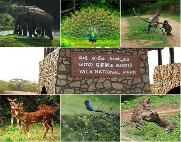 Yala Leopard Mobile Camp Hotel Ngoại thất bức ảnh