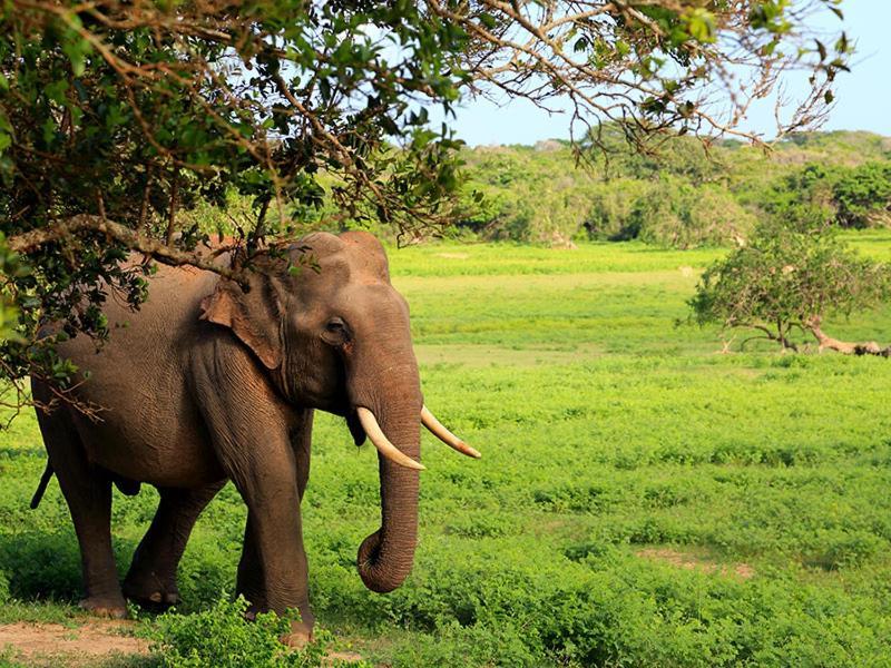 Yala Leopard Mobile Camp Hotel Ngoại thất bức ảnh