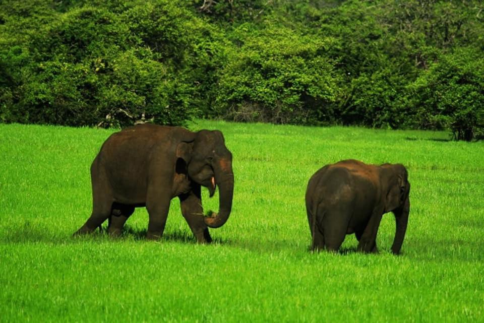 Yala Leopard Mobile Camp Hotel Ngoại thất bức ảnh